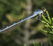 Damselfly